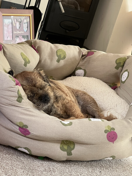 Can we share dog pictures?