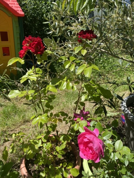 Rose identification help