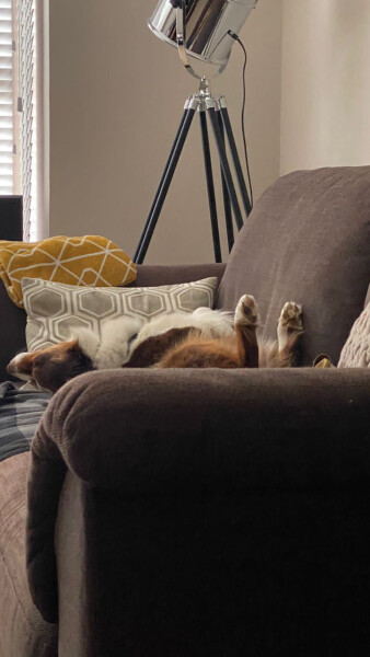 My dog is not allowed