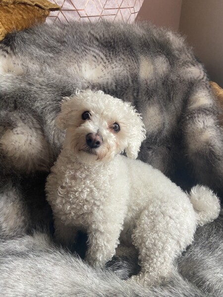 Can we share dog pictures?