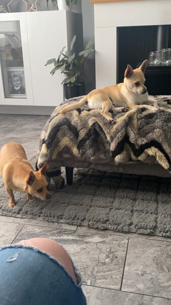 To think chihuahuas are the best dog?