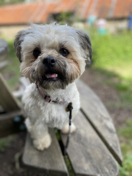 I don't like my puppy