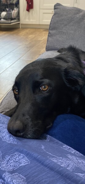 Can we share dog pictures?