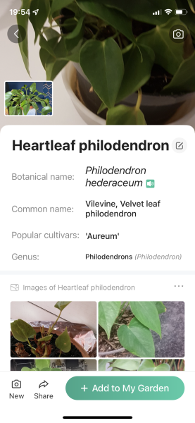Plant identification (pic)