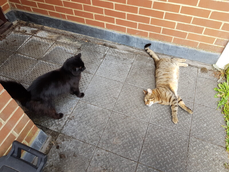 Thug cat part 4.  After all, it's not my Axminster.