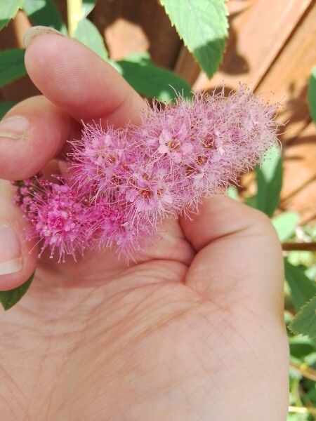Does anyone know what this plant is?