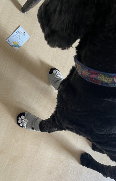 Dog anti-slip socks