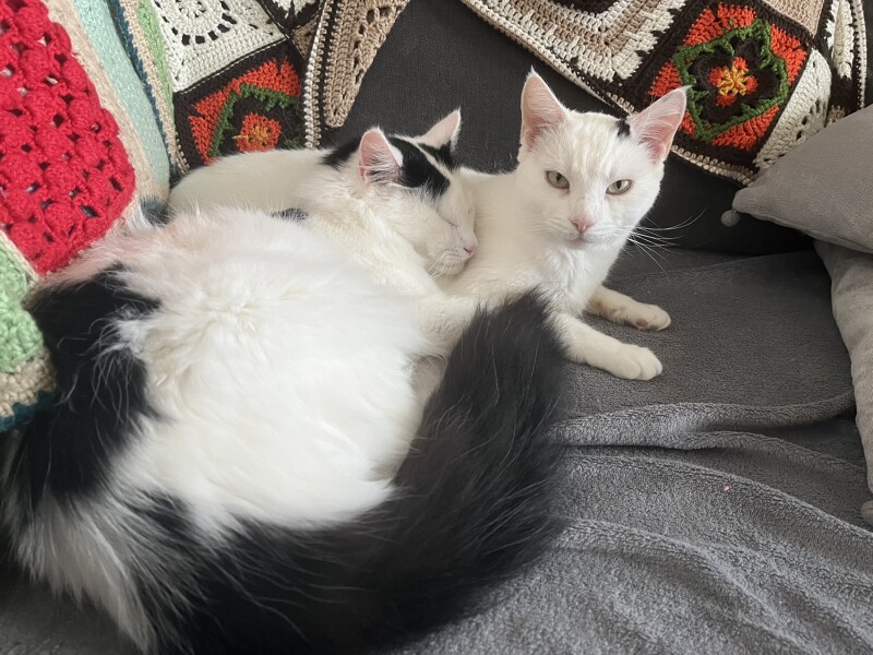 Cat with sensitive gut