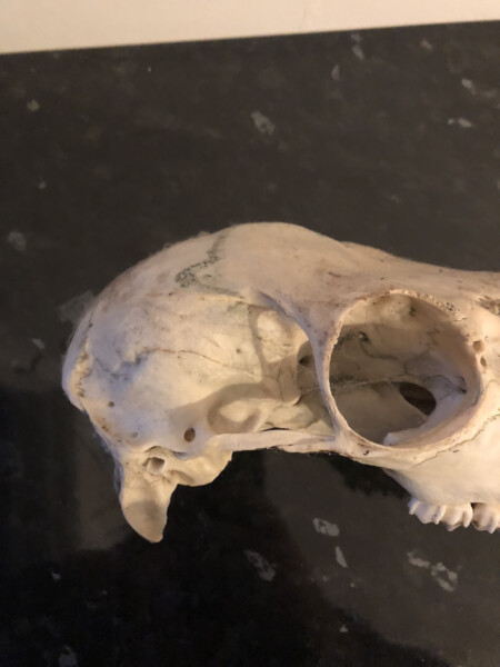 Help identify animal skull?