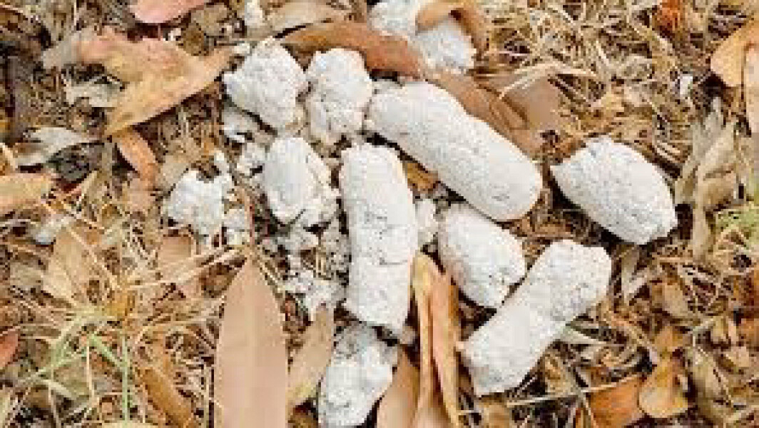 Does anyone remember pet dogs being let out to roam???