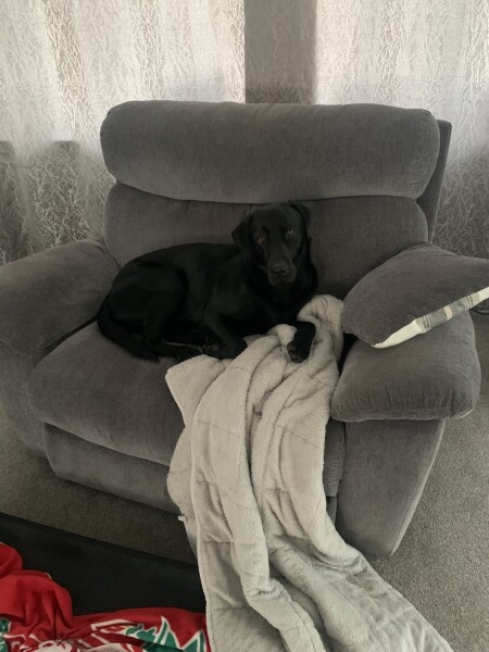 My dog is not allowed
