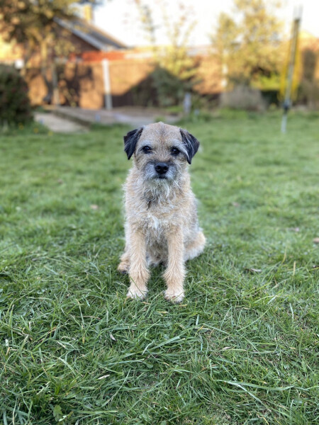 Can we share dog pictures?