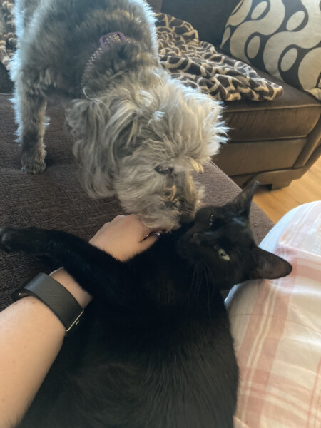 Male cats vs female cats, which are more affectionate?