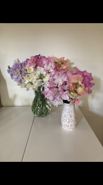How tall are your sweet peas? 