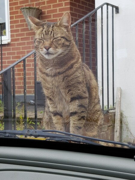 Thug cat part 4.  After all, it's not my Axminster.
