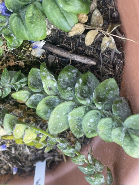 What’s wrong with my plant!!! 