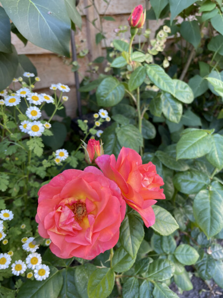 Show Us Your Pictures 6