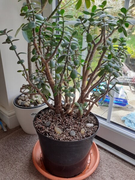 Jade Money Tree 