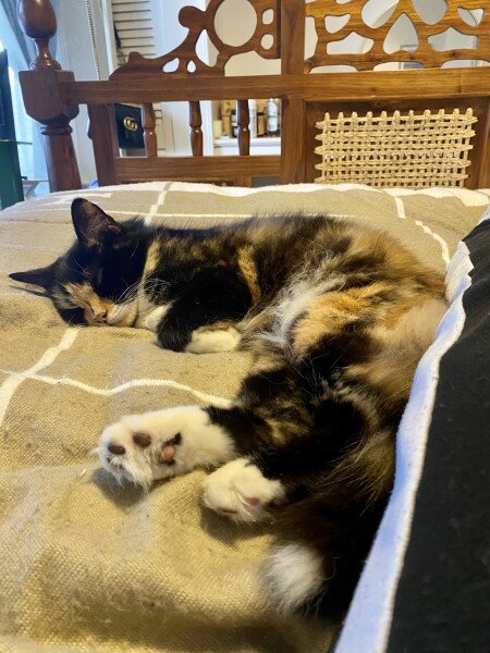 Where did you get your cat?