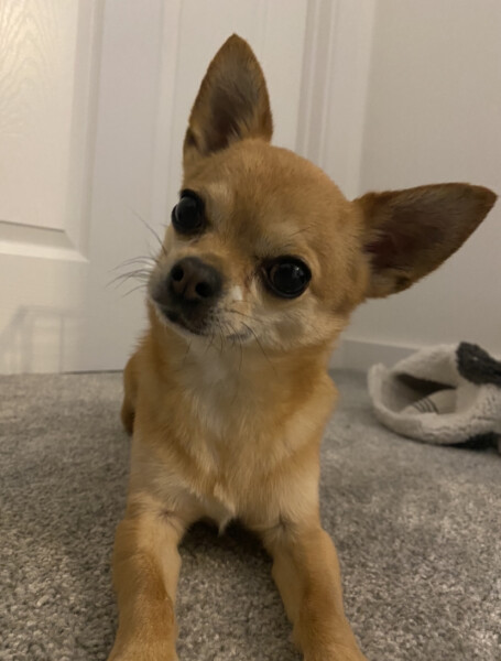 To think chihuahuas are the best dog?