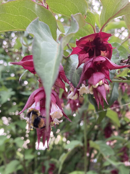 Can anyone identify this plant, please?