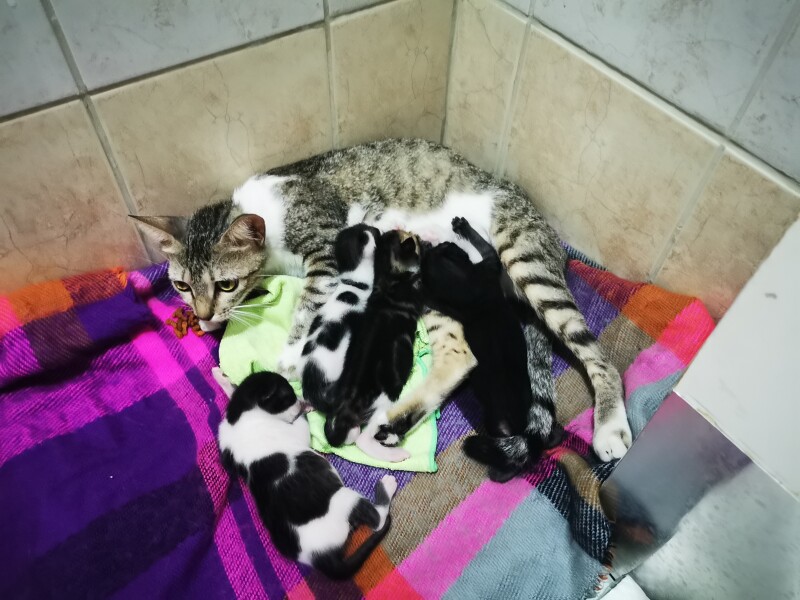 Want to get a kitten