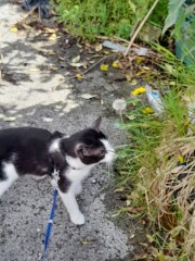 What have I forgotten for new cat?