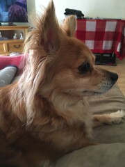 To think chihuahuas are the best dog?