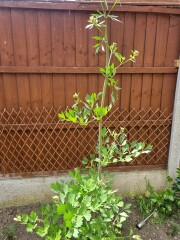 Name this plant that's appeared in my garden!!!