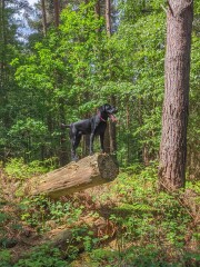 Recommend me medium size, active dog breeds to consider? 