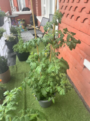 Tomato plants