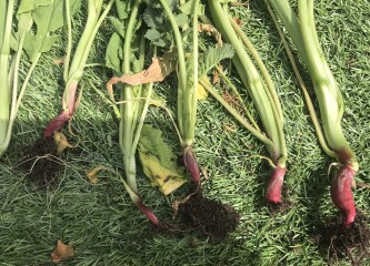 Radish help please!