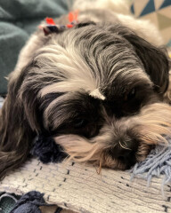 Can we share dog pictures?