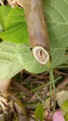 What has happened to this hydrangea?