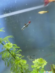 What am I doing wrong with these fish?