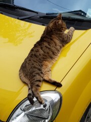 Thug cat part 4.  After all, it's not my Axminster.