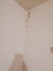 How to clean mold out of a ceiling