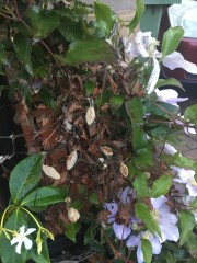 What has happened to my poor clematis?