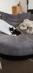 I want to show off my kittens!!