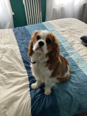 Can we share dog pictures?