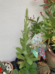 Anyone recognise this plant?