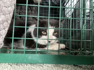 Trapped a stray today