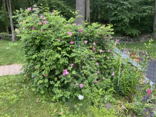 Come and tell me your dull and unexciting news 22: Calmly through the day