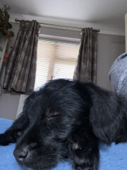 Puppy Survival Thread: muddy footprints into Spring 2022