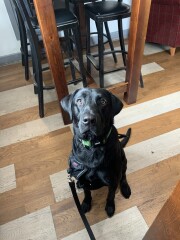 Can we share dog pictures?