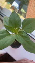Plant id