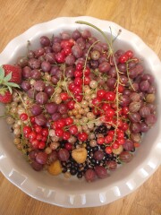 The Vegetable Patch