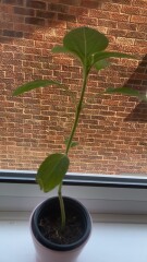 Plant id