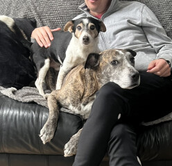 Can we share dog pictures?