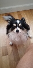 To think chihuahuas are the best dog?